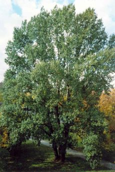 Mein Freund - der Baum im Sommer