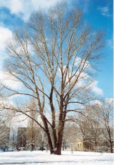 Mein Freund - der Baum im Winter